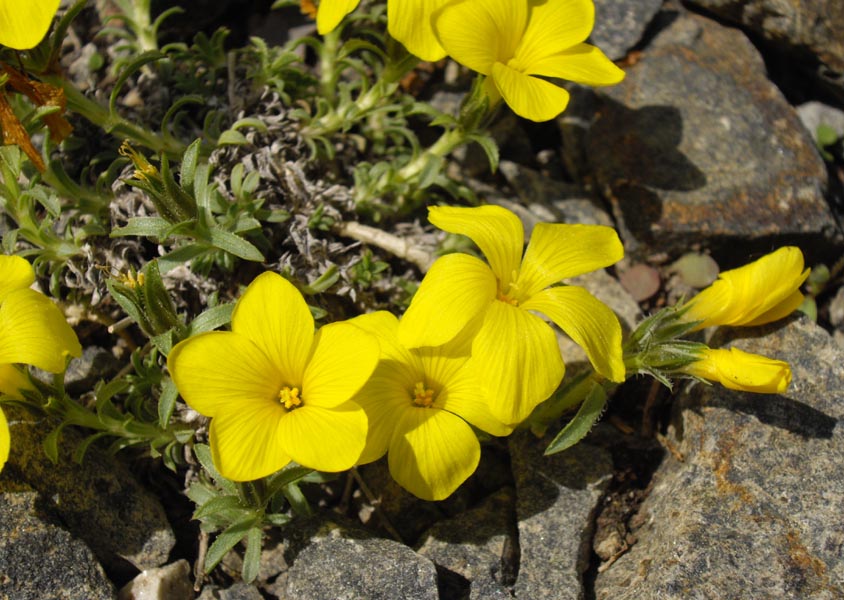 Linum cariense photo